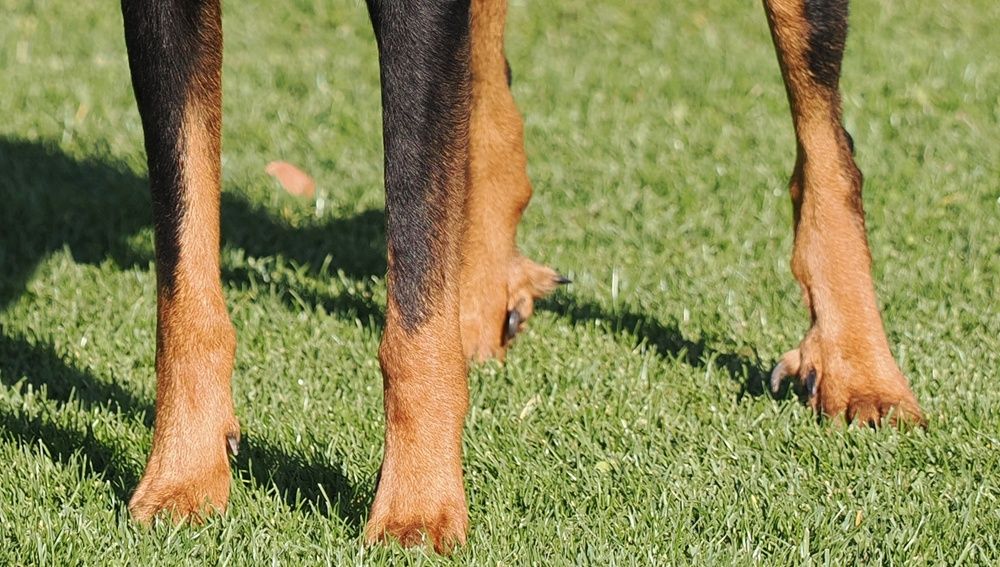 Proč má beauceron paspárky?